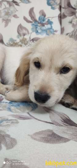 Yavru Safkan Golden 1