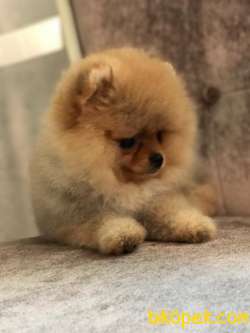 Yavru Safkan Pomerian Boo 2