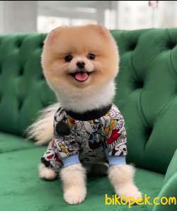 Yavru Safkan Pomerian Boo 5