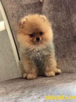 Yavru Safkan Pomerian Boo 1