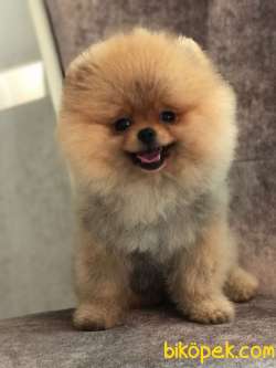 Yavru Safkan Pomerian Boo 3