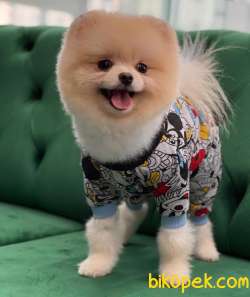 Yavru Safkan Pomerian Boo 4