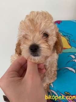 Yavru Safkan Toy Poodle 2
