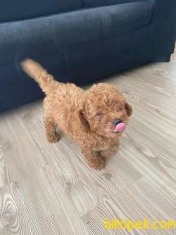 Yavru Safkan Toy Poodle 1