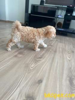 Yavru Safkan Toy Poodle 3