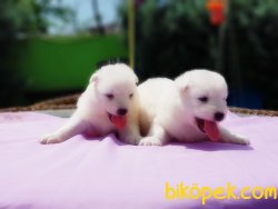 YAVRU SAMOYED 3