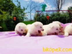 YAVRU SAMOYED 5