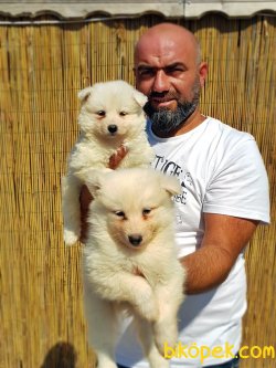 YAVRU SAMOYED 1