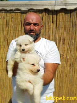 YAVRU SAMOYED 2