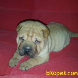 YAVRU SHAR-PEİ Favorilere EkleYazdır 2