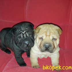 YAVRU SHAR-PEİ Favorilere EkleYazdır 4