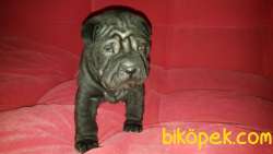 YAVRU SHAR-PEİ Favorilere EkleYazdır 3