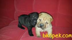 YAVRU SHAR-PEİ Favorilere EkleYazdır 1