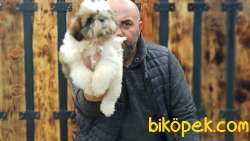 YAVRU SHİH TZU 2