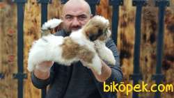 YAVRU SHİH TZU 3
