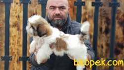 YAVRU SHİH TZU 5