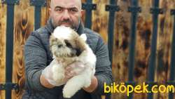 YAVRU SHİH TZU 1