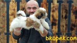 YAVRU SHİH TZU 4