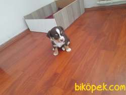 Yavru Şivava 2