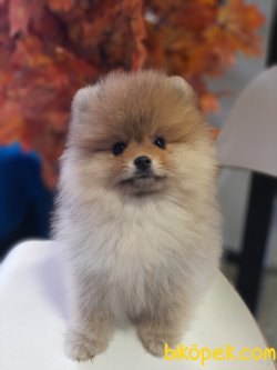 Yavru Teddy Bear Pomeranian Secereli Ve Irk Garantili 3