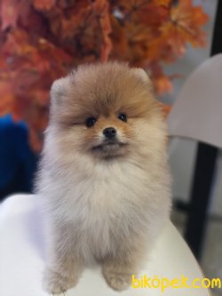 Yavru Teddy Bear Pomeranian Secereli Ve Irk Garantili 2