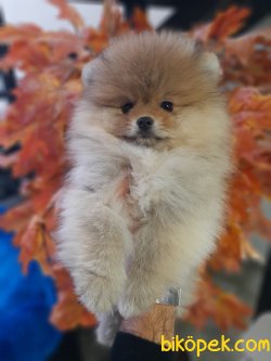 Yavru Teddy Bear Pomeranian Secereli Ve Irk Garantili 4