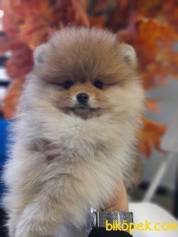 Yavru Teddy Bear Pomeranian Secereli Ve Irk Garantili 1