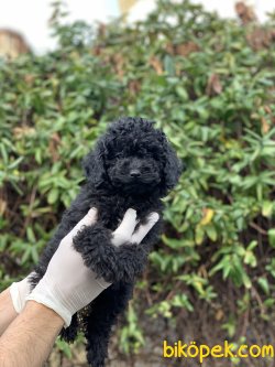 Yavru Toy Poodle 1