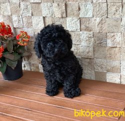Yavru Toy Poodle 2