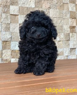 Yavru Toy Poodle 3