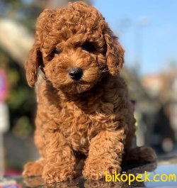Yavru Toy Poodle 3