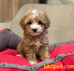 Yavru Toy Poodle 2