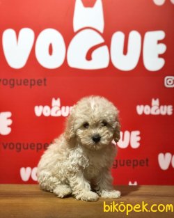 Yavru Toy Poodle 1