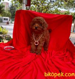 YAVRU TOY POODLE 1