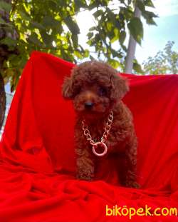 YAVRU TOY POODLE 2