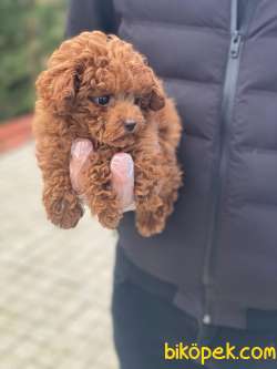 YAVRU TOY POODLE YAVRULARIMIZ 2