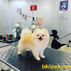 Yavru Ve Yetişkin En Kaliteli Orjinal Boo Dog Pomeranian 3