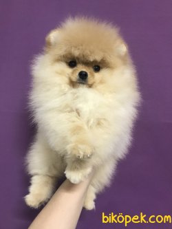 Yavru Ve Yetişkin En Kaliteli Orjinal Boo Dog Pomeranian 2