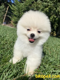 YAVRU VE YETİŞKİN TEDDY BEAR POMERANİAN BOO 3