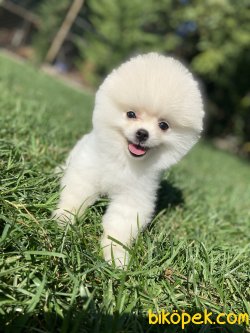 YAVRU VE YETİŞKİN TEDDY BEAR POMERANİAN BOO 1