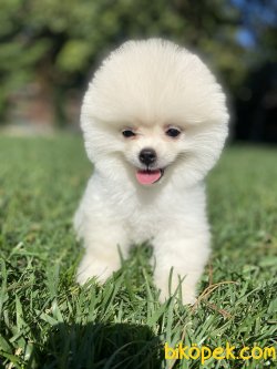 YAVRU VE YETİŞKİN TEDDY BEAR POMERANİAN BOO 2