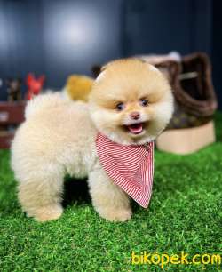 Sevimli Oyuncu Pomeranian Çocukları İle Tanıştınız Mı? 4