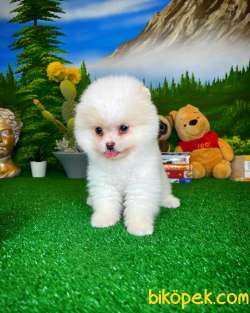 Yavrupatiler Den Beyaz Pomerani̇an Boo Yavru Oğlumuz Fox 2