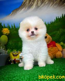 Yavrupatiler Den Beyaz Pomerani̇an Boo Yavru Oğlumuz Fox 3