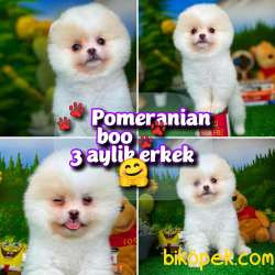 Yavrupatiler Den Beyaz Pomerani̇an Boo Yavru Oğlumuz Fox 1