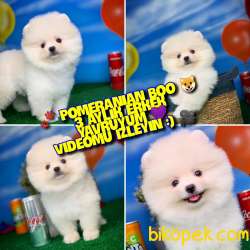 Beyaz Yavru Oğlumuz Badem / Pomeranian Boo- Yavrupati 1