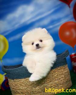 Beyaz Yavru Oğlumuz Badem / Pomeranian Boo- Yavrupati 2