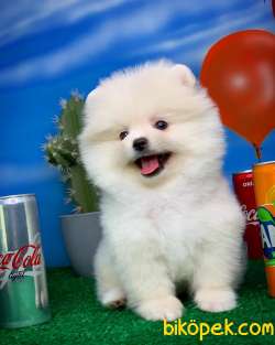 Beyaz Yavru Oğlumuz Badem / Pomeranian Boo- Yavrupati 3