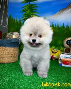 Yavrupati̇ler Den Boz Gri̇ Ayı Renkli̇ Pomerani̇an Boo 5