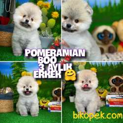 Yavrupati̇ler Den Boz Gri̇ Ayı Renkli̇ Pomerani̇an Boo 1